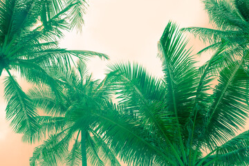 Fototapeta na wymiar Green palm branches against an orange sky. Beautiful tropical background, pattern, wallpaper