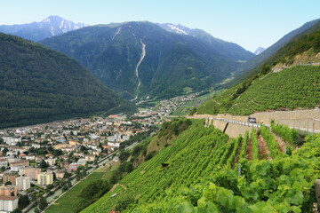 Les vignobles du Valais, à Martigny  dans le Valais en Suisse.