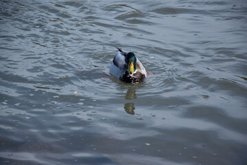 duck in the water