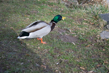 duck on the grass