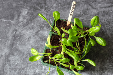 Spinach seedlings growing in a seed tray.  On a stone background