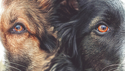 Close-up of the faces of two Border Collie dogs