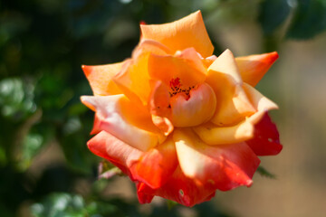Orange and red flower