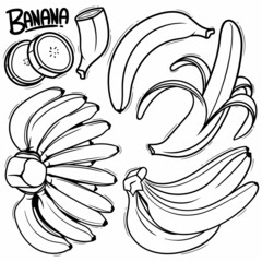 Hand Drawn Banana doodle vector line art