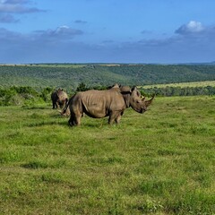 wildlife rhino © Felix