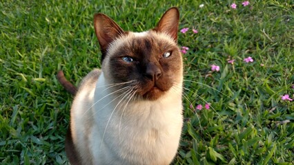 Gato siamés disfrutando del jardín