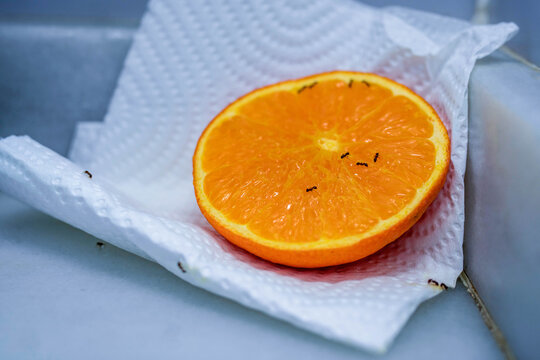 Half an Orange on a Napkin on a Kitchen Counter with Small Black Ants Eating the Pulp and Poisoning Themselves. Home Remedy Against Insects