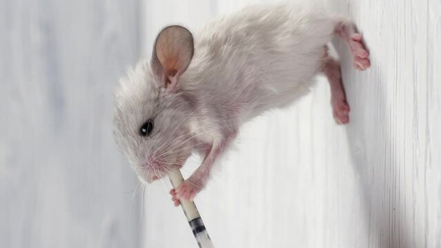 The white chinchilla baby stands upright on its hind legs. He holds a syringe and sucks milk from it. Vertical video. White wooden background.