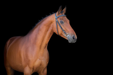 Obraz premium Bay horse in bridle on black