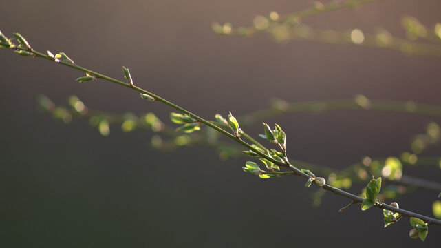 The first signs of spring in nature. Budding twigs and the first spring flowers. Spring background.