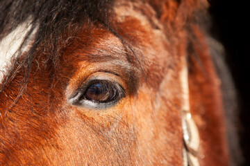 Portrait of a brown horse, close-up eye.