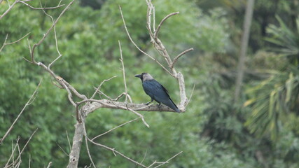 kingfisher on the branch