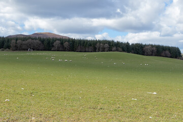 Fototapeta premium Farmland in Scotland, Penicuik. Sheep in the field. Penicuik is a town and former burgh in Midlothian, Scotland, lying on the west bank of the River North Esk.