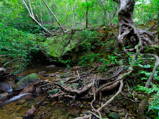 西表島のジャングル