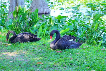 Swan in Lake Morton at city center of lakeland Florida	
