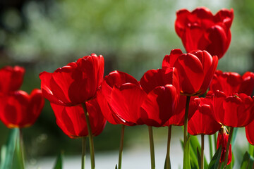 blooming red tulip flowers. beautiful floral nature background in spring season on a bright sunny day