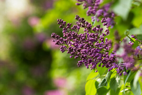 purple lilac blossom branch. beautiful botanical green nature background in spring season