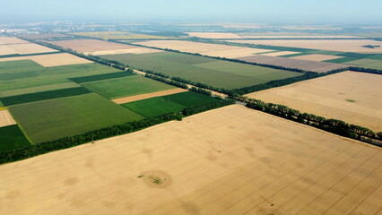 Aerial drone view flight over large yellow wheat field and other different green agricultural...