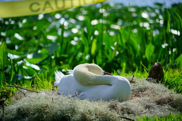Swan in Lake Morton at city center of lakeland Florida	
