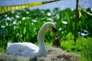 Swan in Lake Morton at city center of lakeland Florida	