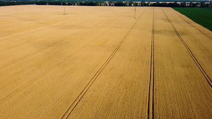 Big wheat field. Drone rises up. Different agricultural fields. Panoramic top view. Yellow wheat field and fields with other green agricultural plants. Aerial view. Agrarian agricultural background