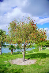 Fototapeta na wymiar Landscape of lake Morton in city center of lakeland Florida 