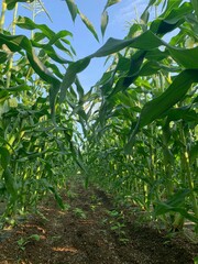Obraz premium トウモロコシ味来（みらい）の畑