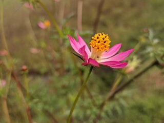 The purple flower of Kenikir Cosmos Asteraceae comes from America and the young leaves are used as a salad in Indonesia and Malaysia and are called king salads.