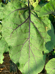 茄子の葉　風景