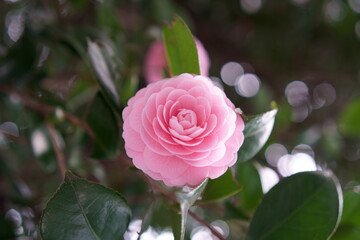 木漏れ日の中で咲き誇る