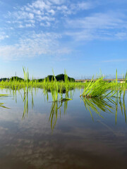 日本の農業 田植えの季節
Japanese agriculture rice planting season