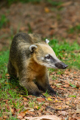 raccoon on the ground