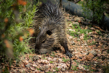 hedgehog in the woods