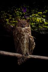 great horned owl