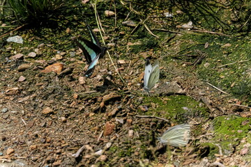 田んぼの横で飛ぶ蝶々
