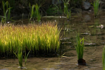 稲の苗と田植え

