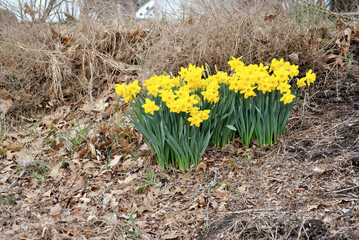 Bright Yellow Spring Daffodils in Early Spring	