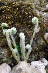 Hirschzung, Hirschzungenfarn (Asplenium scolopendrium)