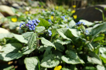 Kaukasusvergissmeinnicht (Brunnera macrophylla)