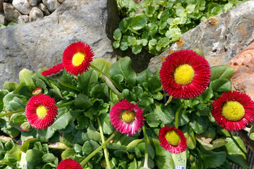 Gänseblümchen, Massliebchen, Tausendschön (Bellis perennis)