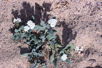 Sonnenwendkraut (Heliotropium ramosissimum) - blühende Pflanze