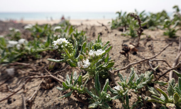 Sonnenwendkraut (Heliotropium ramosissimum) - bl&uuml;hende Pflanze