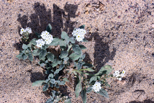 Sonnenwendkraut (Heliotropium ramosissimum) - bl&uuml;hende Pflanze