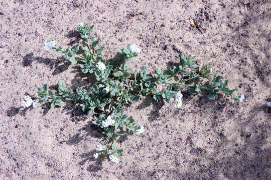 Sonnenwendkraut (Heliotropium ramosissimum) - bl&uuml;hende Pflanze