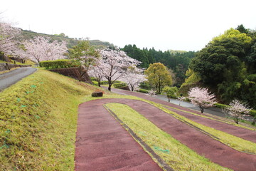 運動公園の綺麗な桜