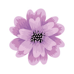 lilac flower spring