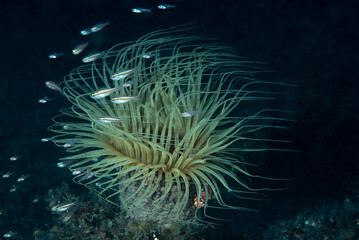 Fototapeta na wymiar Cerianto con tentacoli estroflessi e piccoli pesci attorno