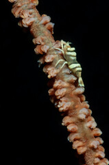 Gamberetto commensale del genere Pontonides sopra un corallo a frusta