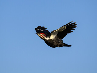Male Pileated Woodpecker in Flight Against Blue Sky