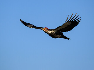 Male Pileated Woodpecker in Flight Against Blue Sky